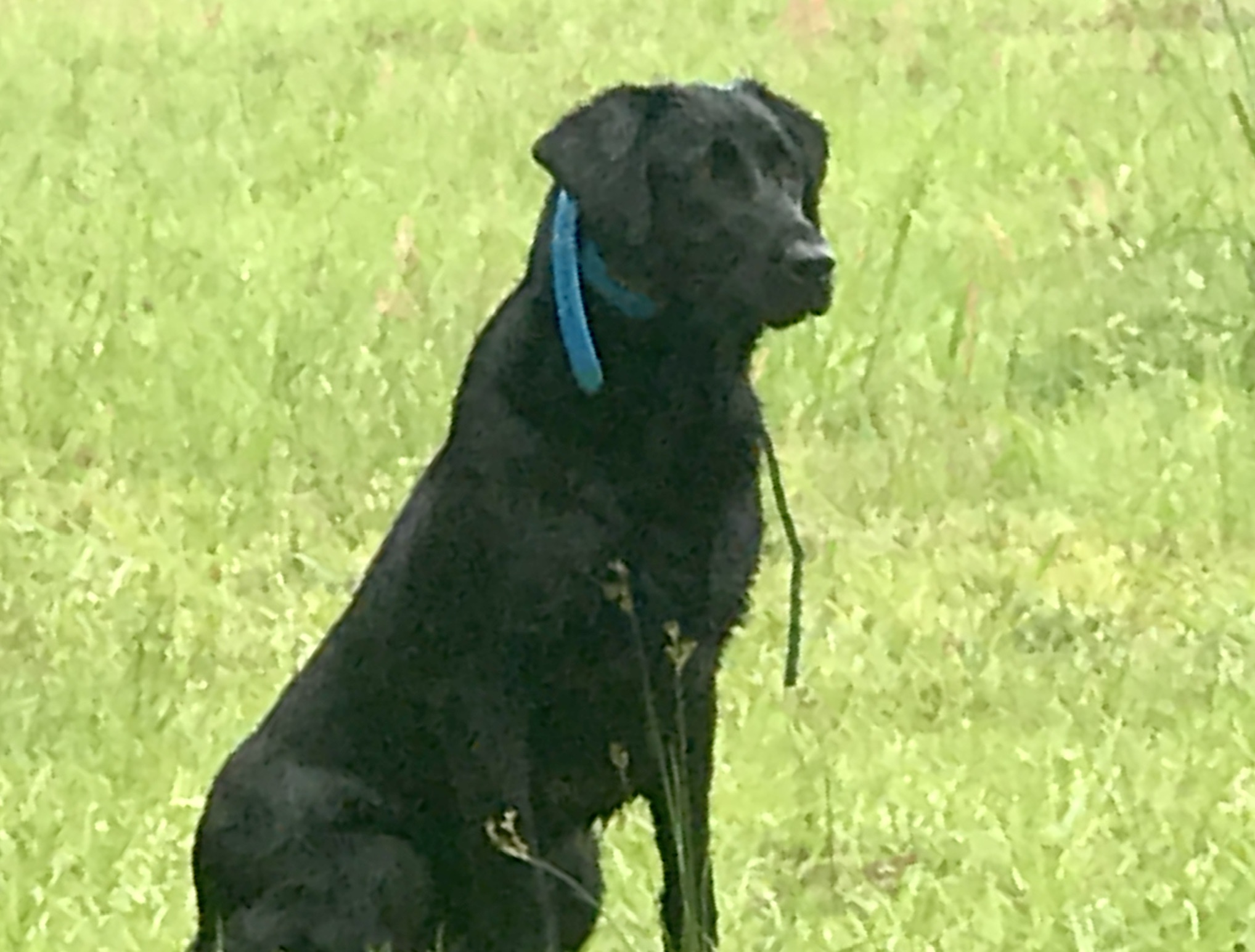 HRCH Pitch Landing's Star Of The Show MH | Black Labrador Retriver