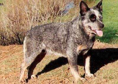 MARYHEATHER BLUE TEDDY | Australian Cattle Dog 