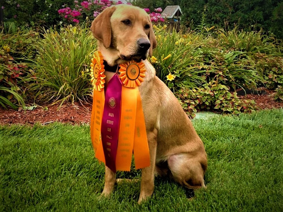 SHR Black Ice's Little Red Corvette MH | Yellow Labrador Retriver