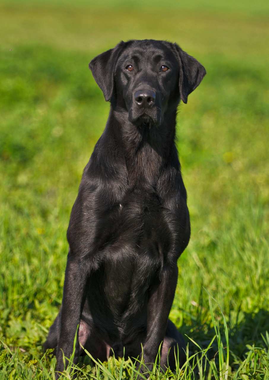 Pekisko's Big Iron | Black Labrador Retriver