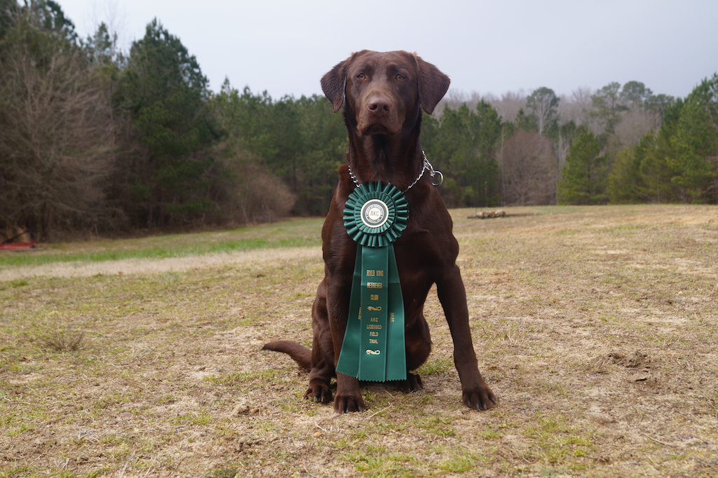 HRCH Dry Pond's Bayou Magic Voodoo MH | Chocolate Labrador Retriver