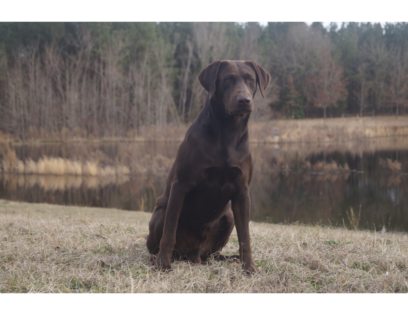 Dry Pond's Travelin' Bluesman | Chocolate Labrador Retriver