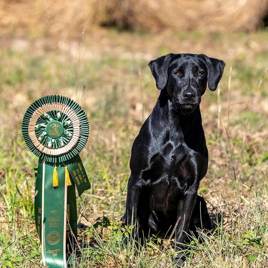 GRHRCH Firefly’s Rally The Troops MH | Black Labrador Retriver