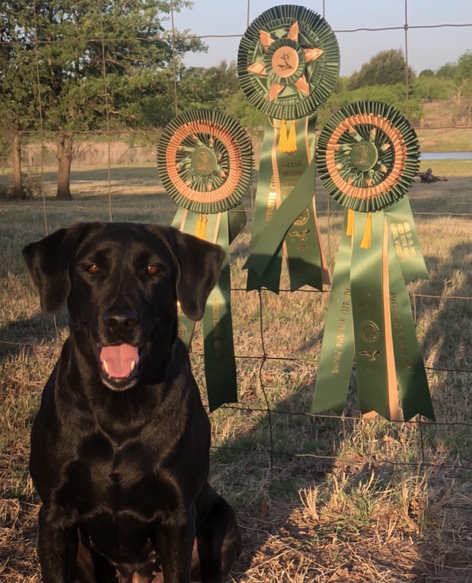 GRHRCH Firefly’s Rally The Troops MH | Black Labrador Retriver