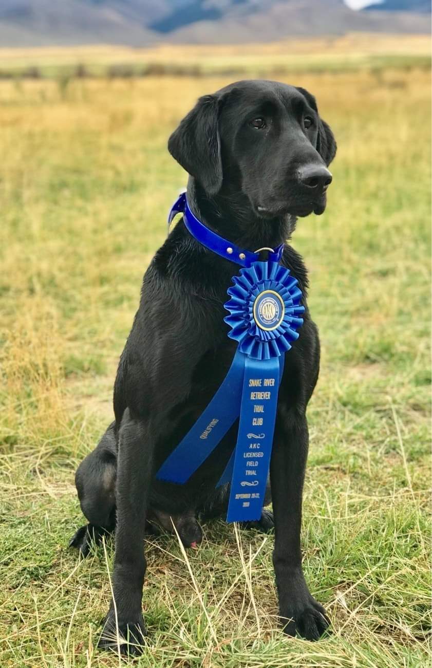 Palisades Fear the Beard MH QAA | Black Labrador Retriver