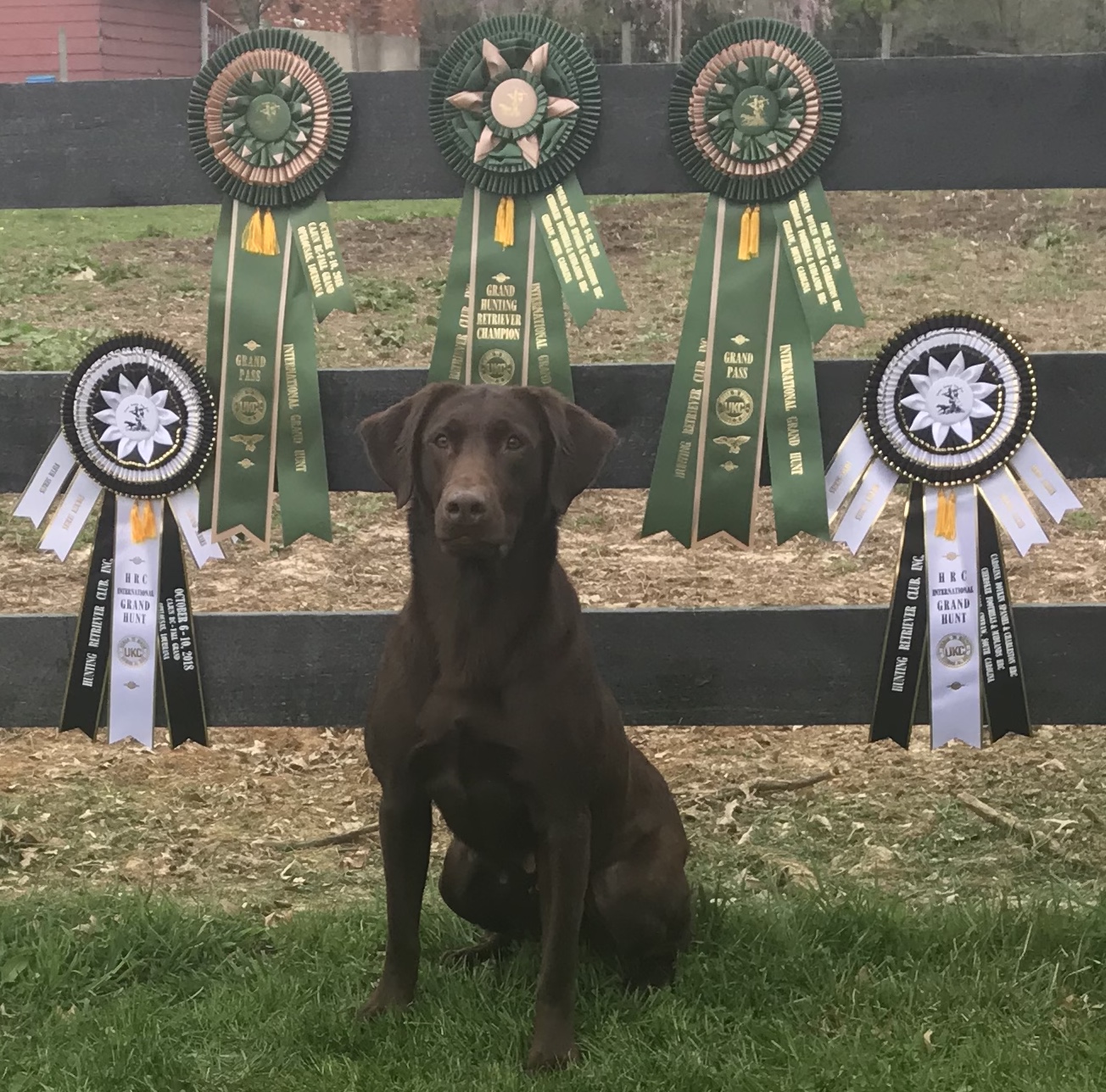 4xGRHRCH UH Shooter’s Point Nelli MH | Chocolate Labrador Retriver