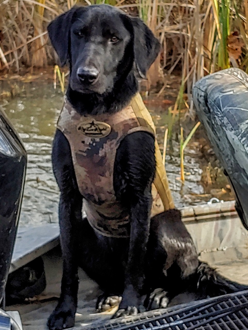 HRCH Simpson's In The Nick Of Time | Black Labrador Retriver