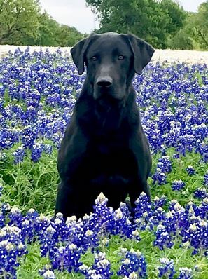 Lj's Texas King Of Blues | Black Labrador Retriver