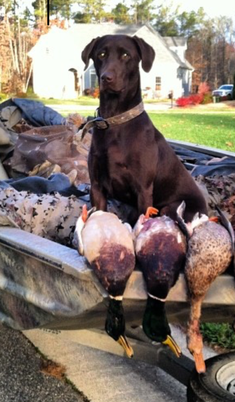 Southland’s Cut Em Marley Baker JH | Chocolate Labrador Retriver