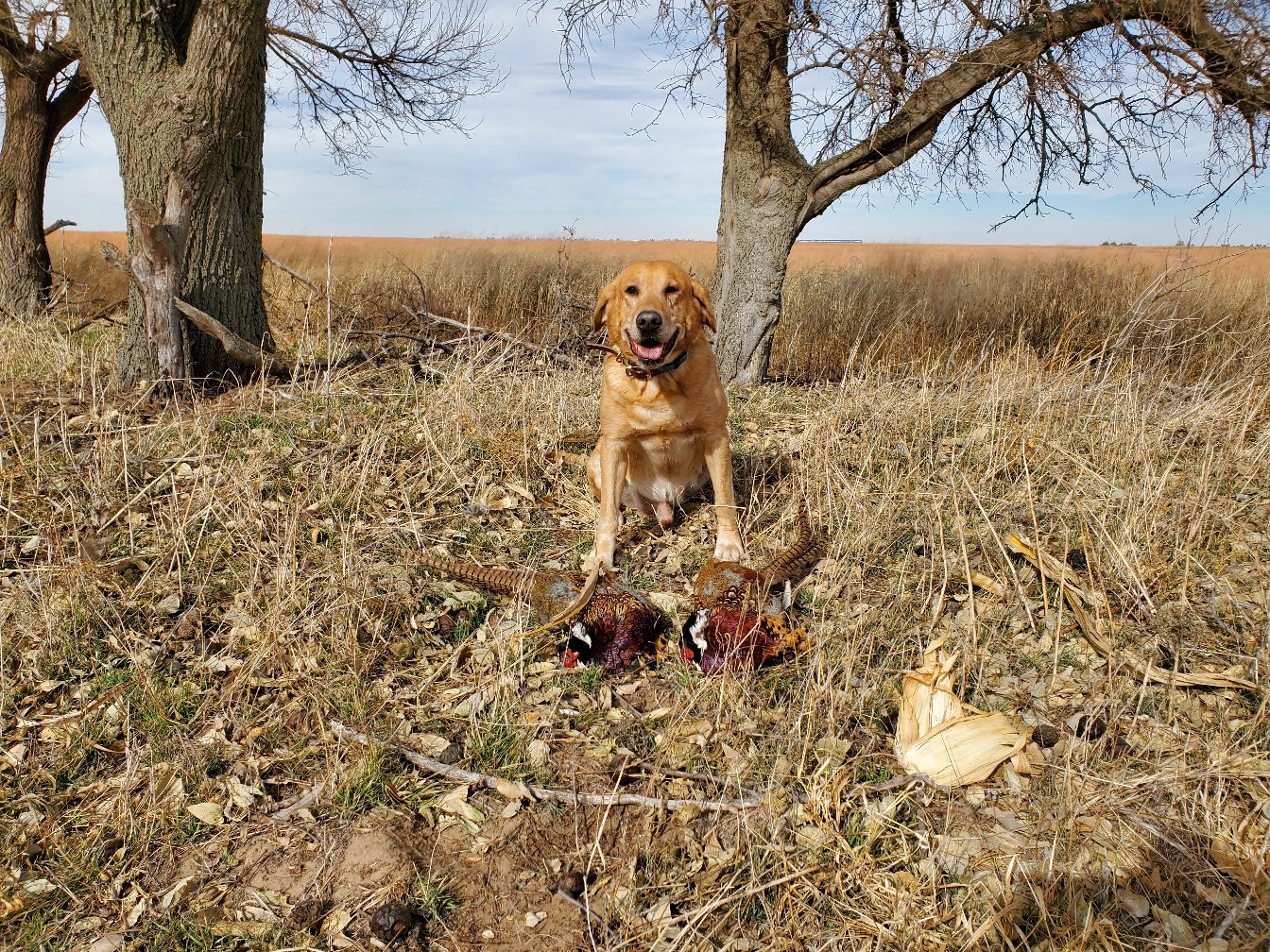 APR/CPR P4PLabs Sure Shot Remington | Yellow Labrador Retriver