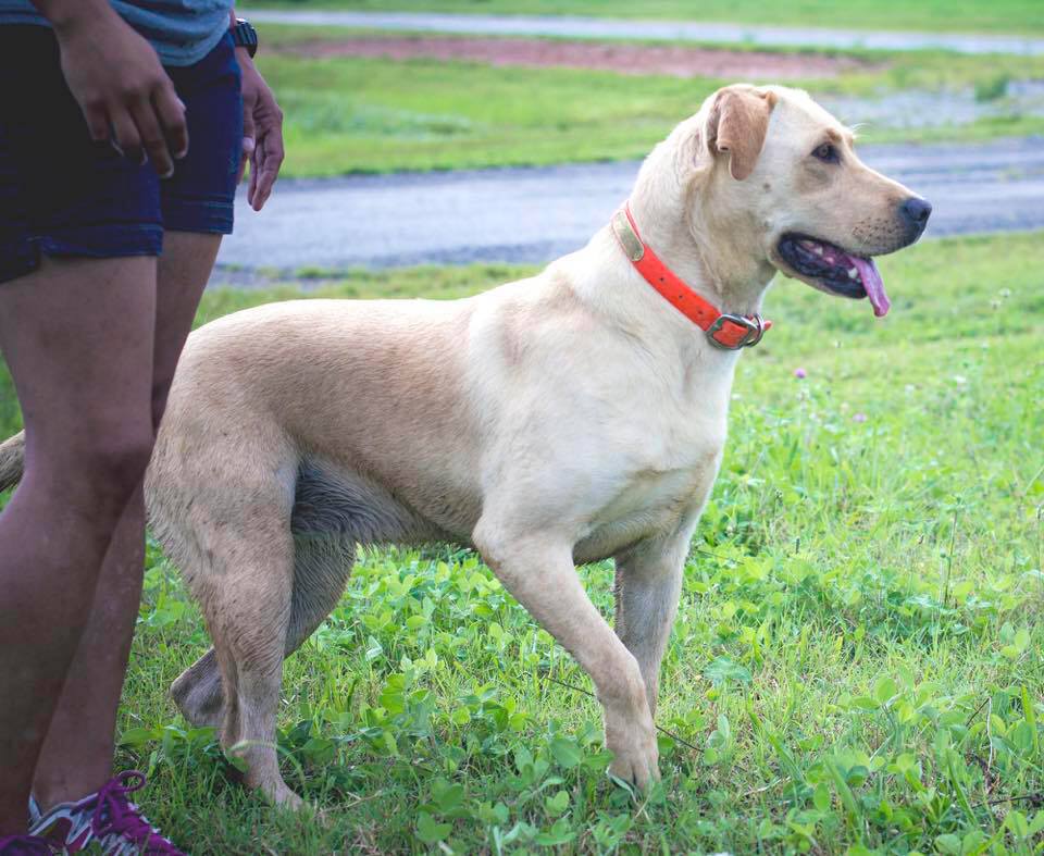 Calli's Ellie Mae | Yellow Labrador Retriver