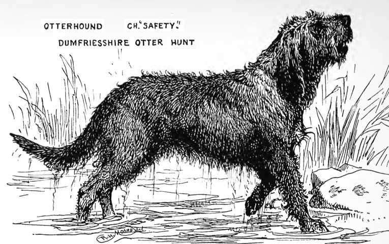 Safety [Dumfriesshire Otter Hunt] | Otterhound 