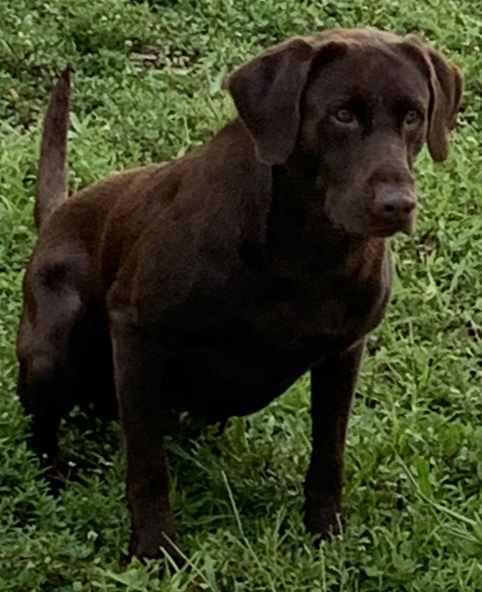 Key Limes Dasher Of Lox JH | Chocolate Labrador Retriver