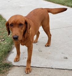 Torgs Double Shot Of Captain Morgan | Yellow Labrador Retriver