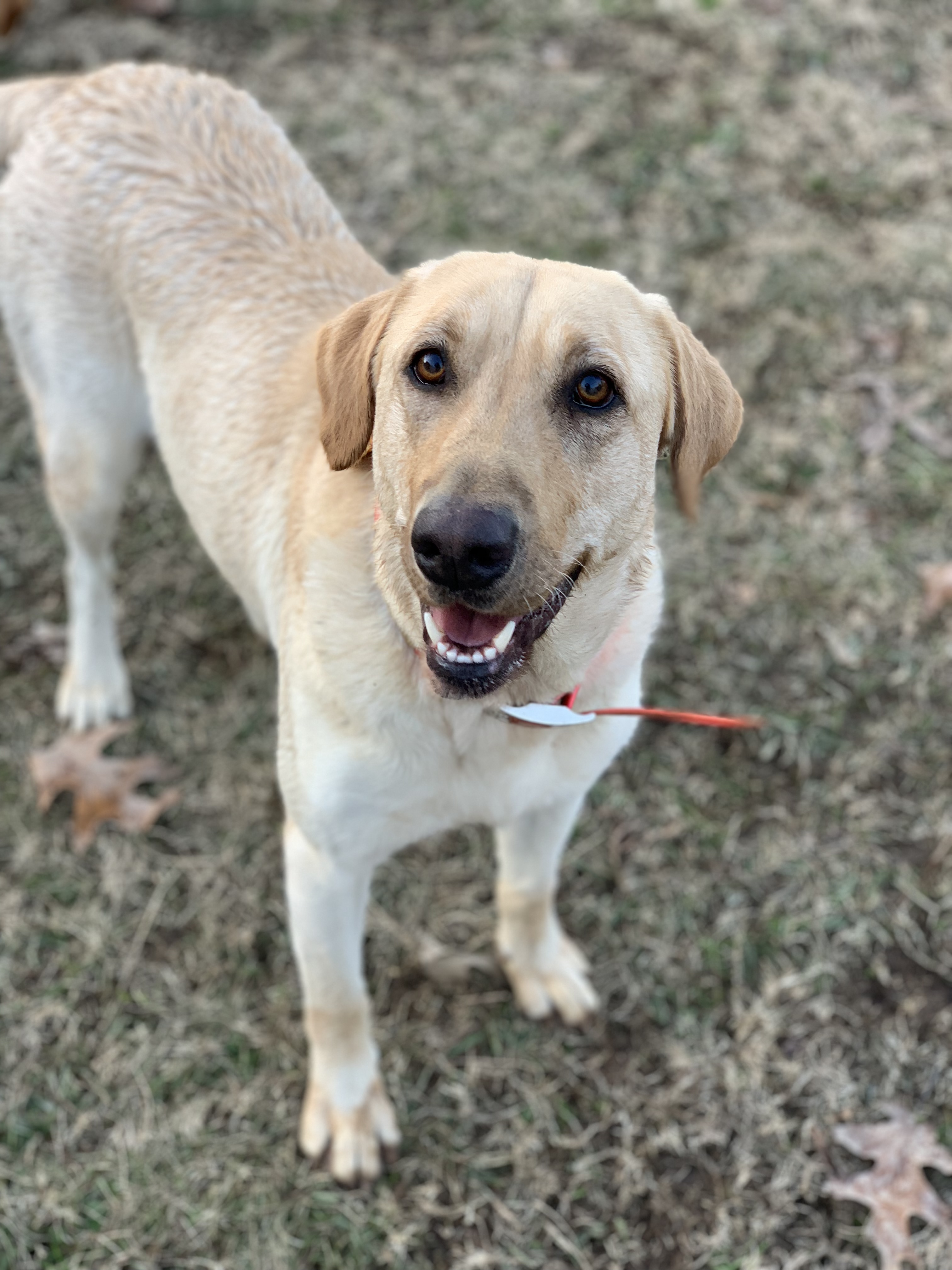 K&D's Sadie | Yellow Labrador Retriver