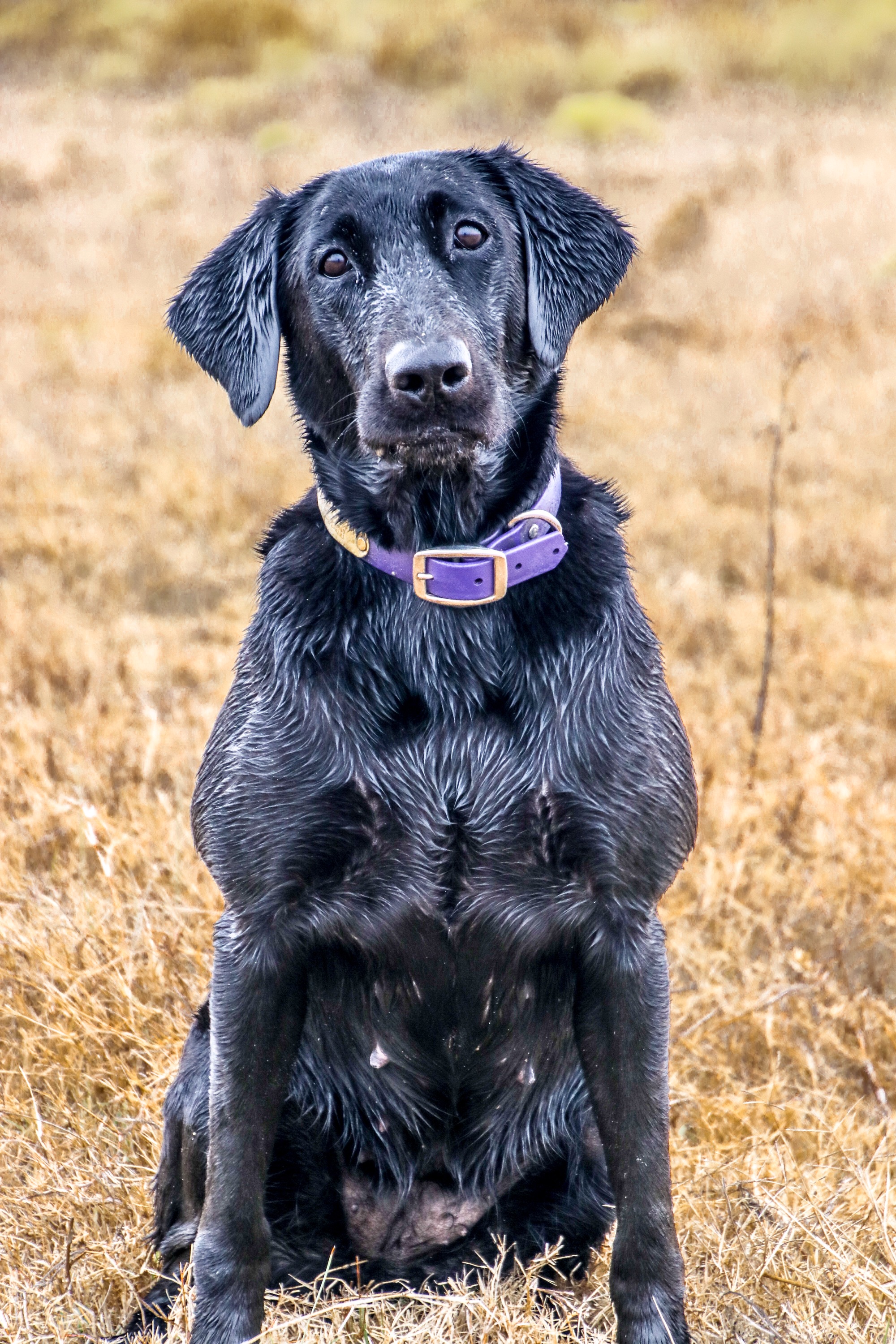 HRCH Kanati's Zinging A Zara | Black Labrador Retriver