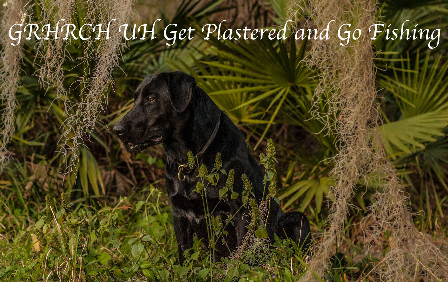 GRHRCH UH Get Plastered And Go Fishing MH | Black Labrador Retriver