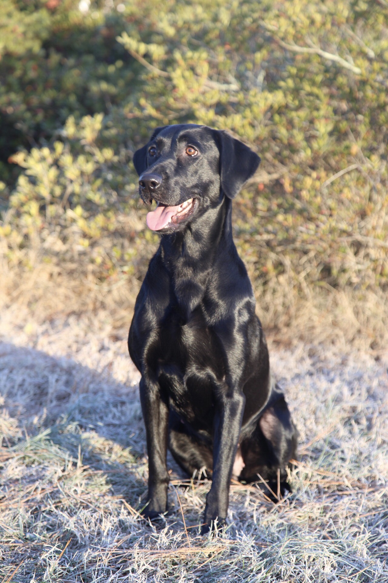 Buster Brown's Benelli Moon MH | Black Labrador Retriver