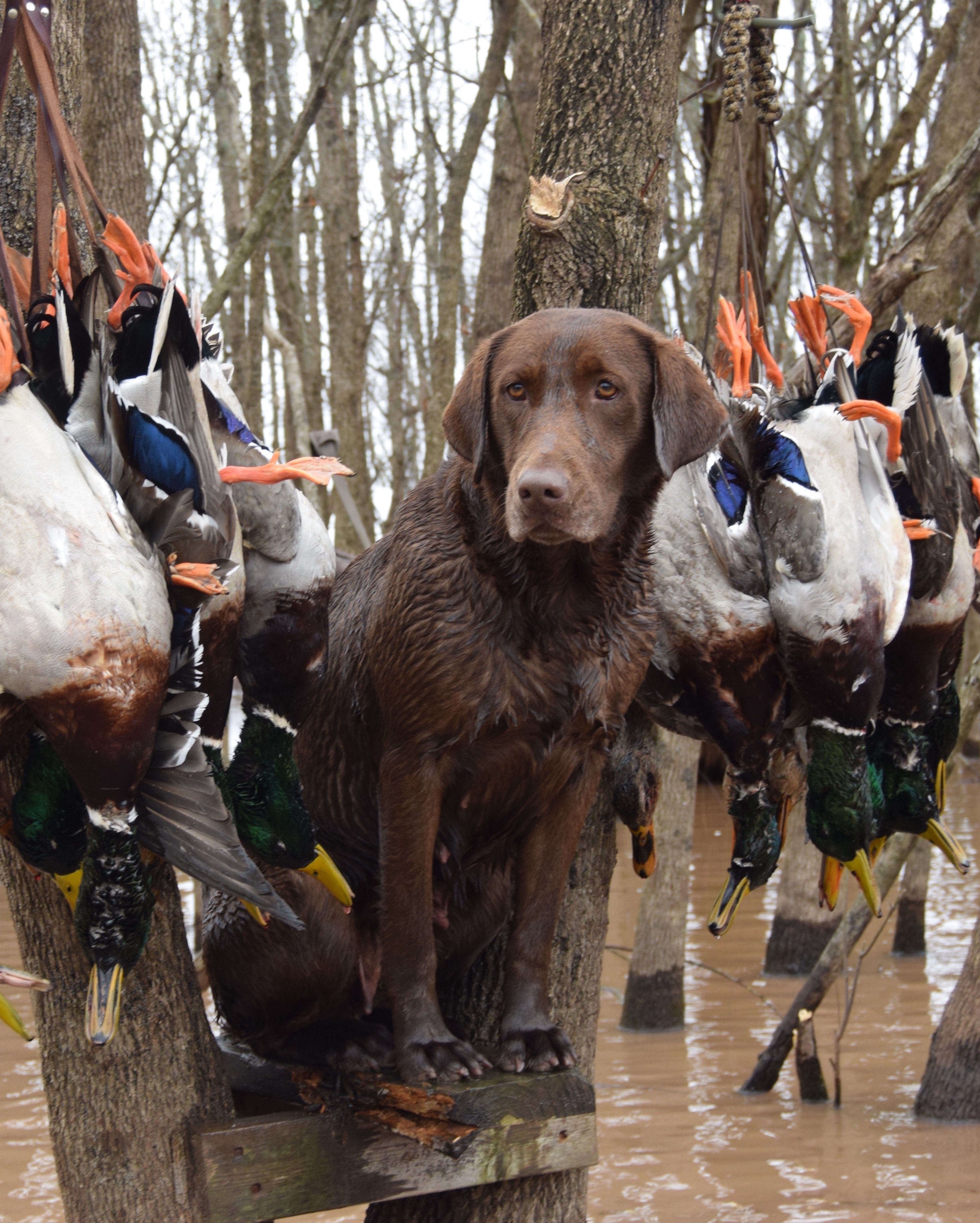 Johnston's First Lady | Chocolate Labrador Retriver