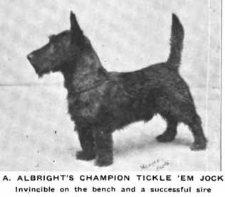 Tickle 'Em Jock | Scottish Terrier 