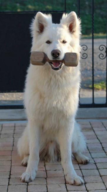 Boycot du Domaine de la combe noire | White Swiss Shepherd Dog 