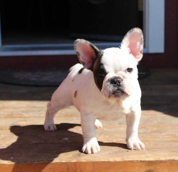 MISS NIBBLES | French Bulldog 