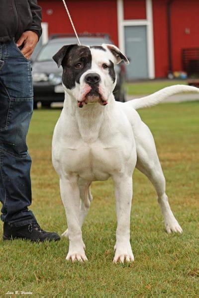 Bingen Bulldogs Tornado | American Bulldog 