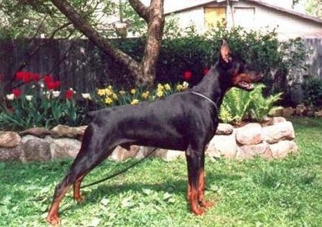 Hainide Dorn-Donovan | Black Doberman Pinscher