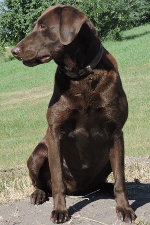 Brensue's Pretty Poison | Chocolate Labrador Retriver