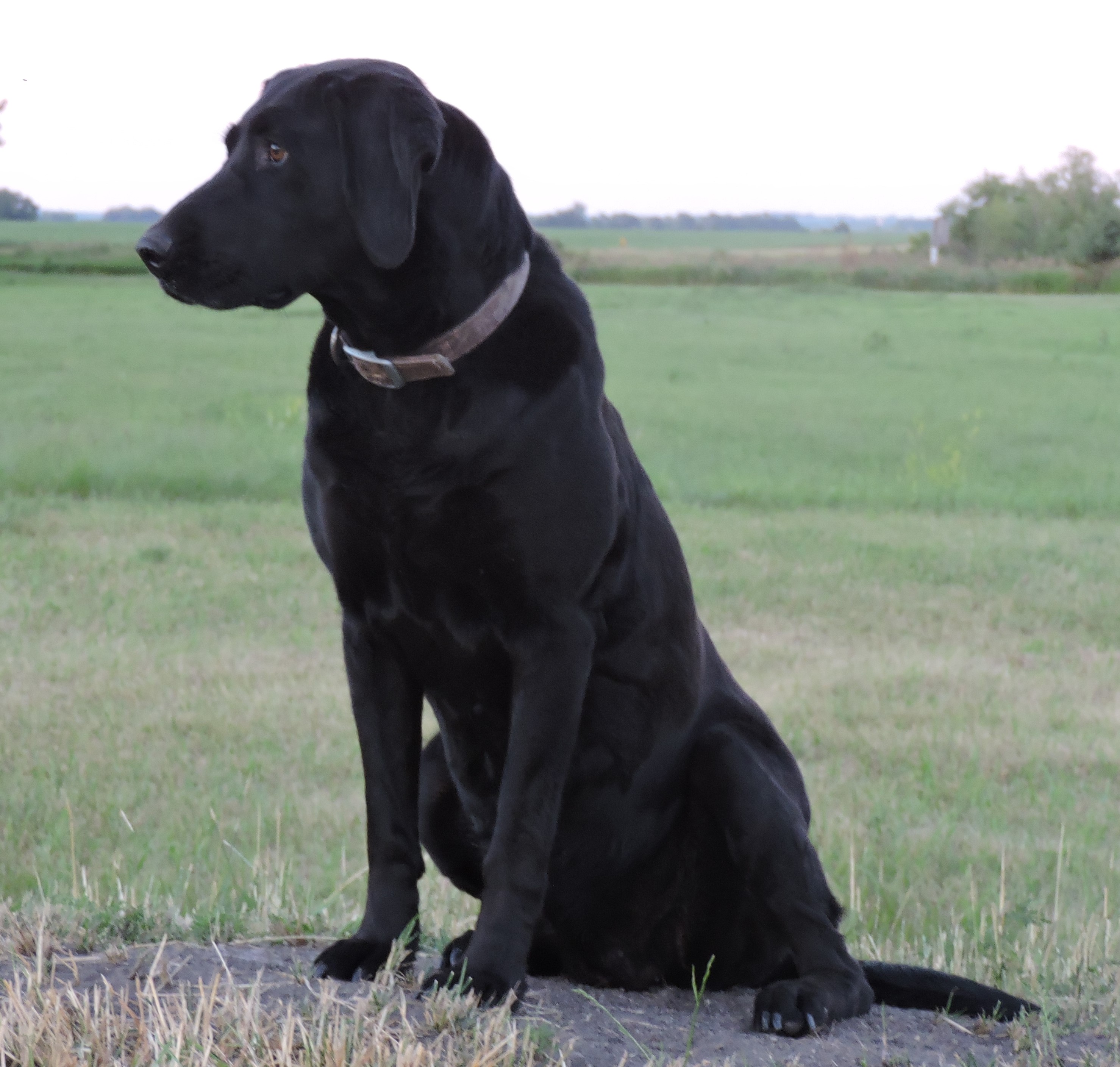 Brensue Chena Roux's Princess JH | Black Labrador Retriver