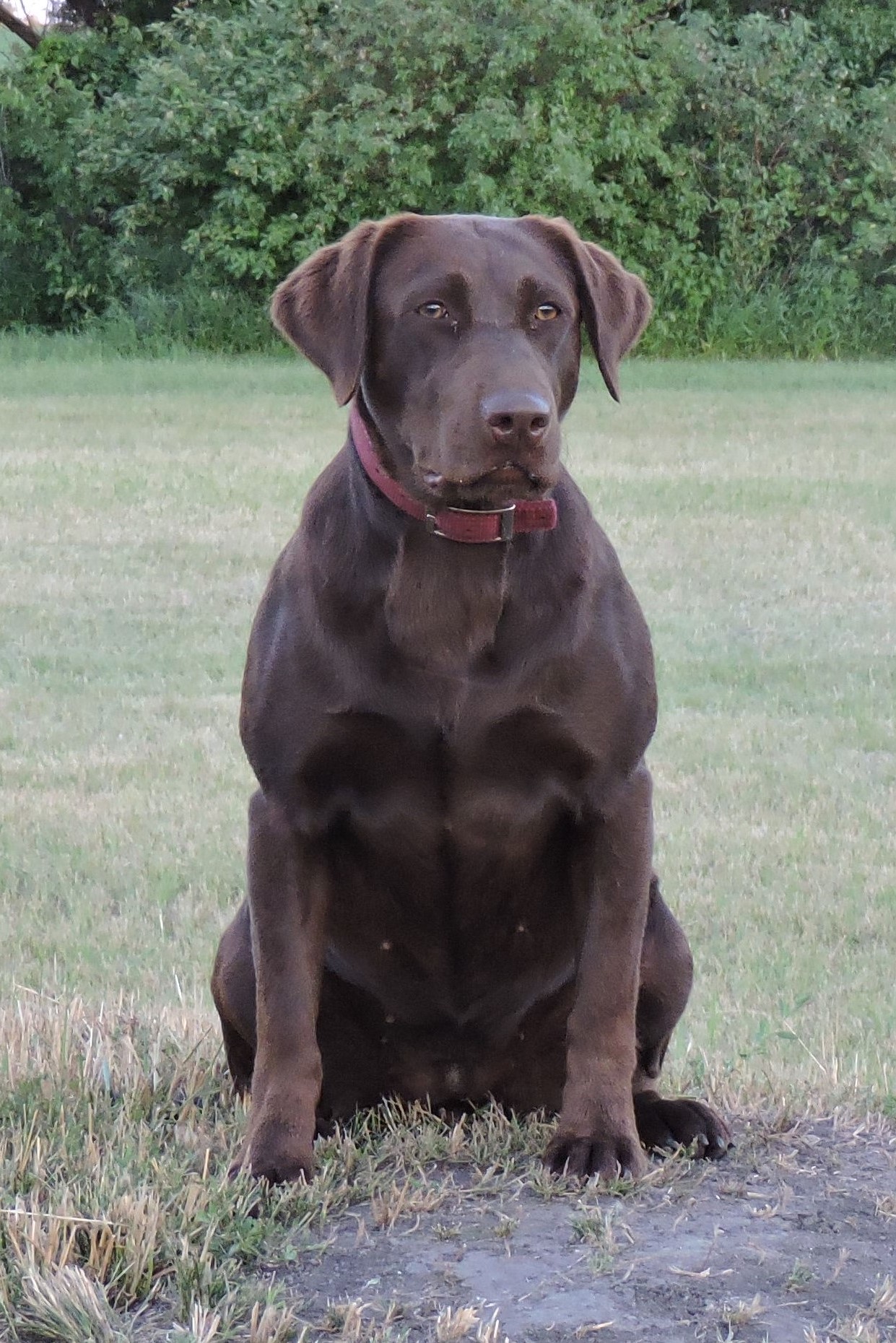 Brensue's Polar Express | Chocolate Labrador Retriver