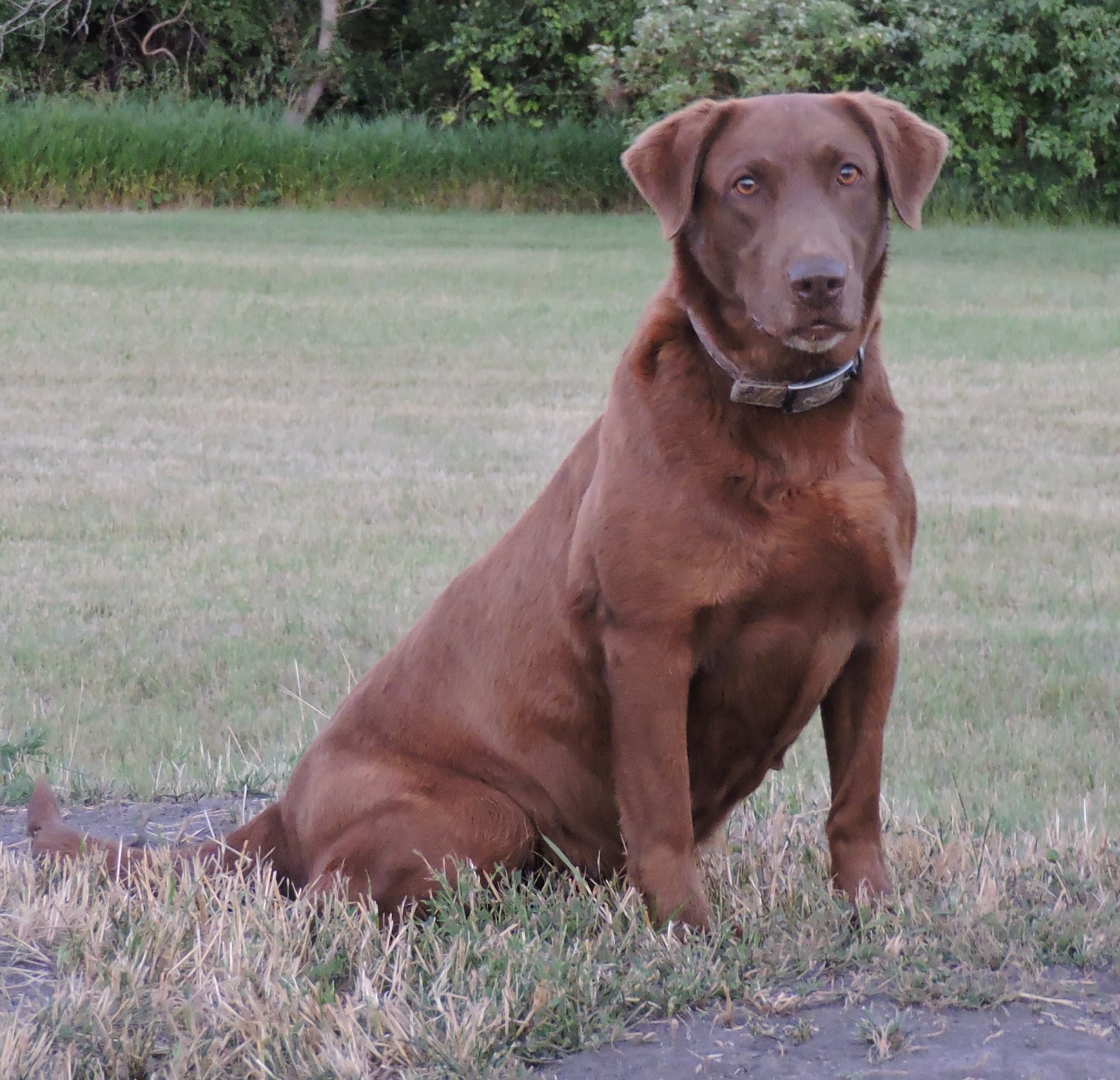 Brensue Benelli Of Mistymarsh JH | Chocolate Labrador Retriver