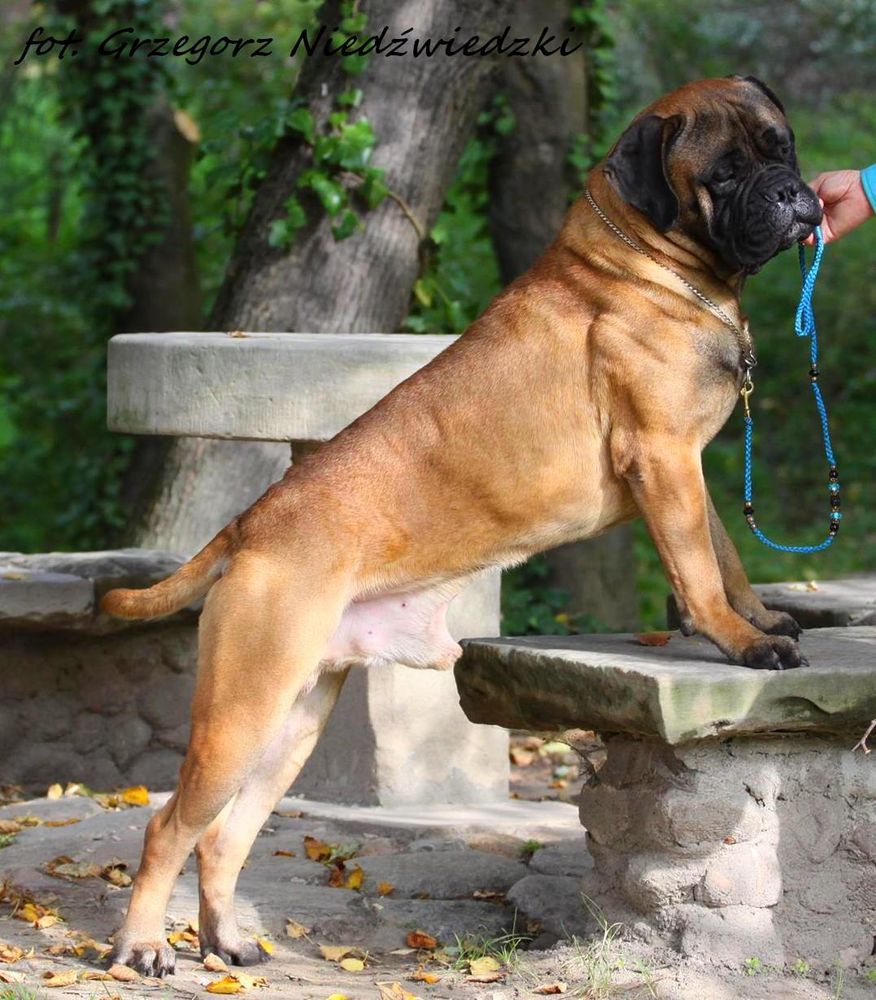 Lyudzhen HEADLONG | Bullmastiff 