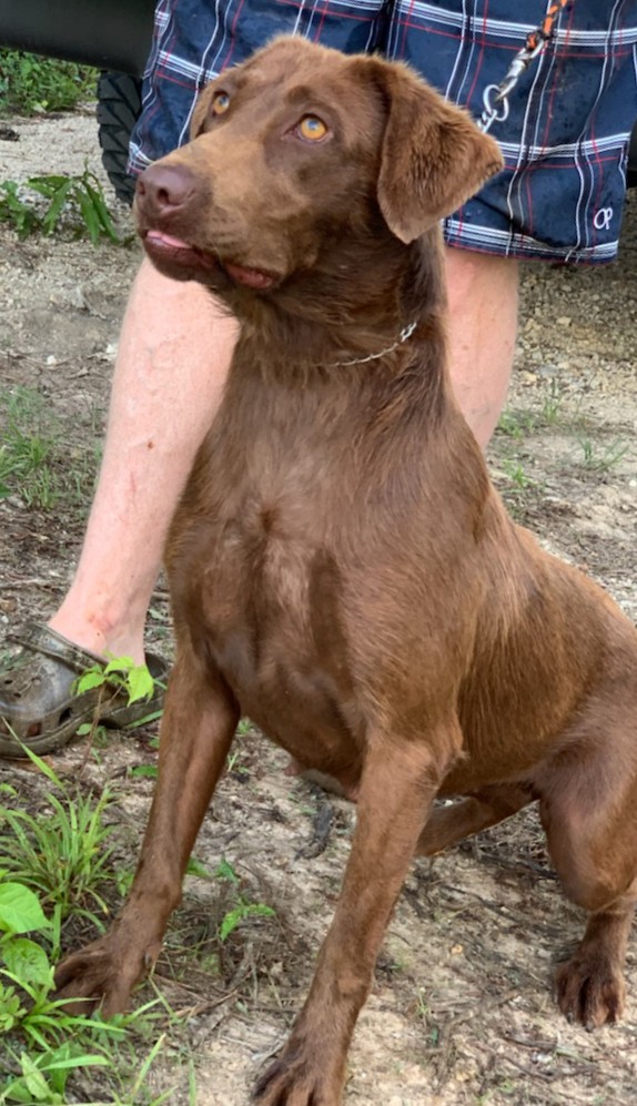 River Run's Lil Custom Browning Citori | Chocolate Labrador Retriver