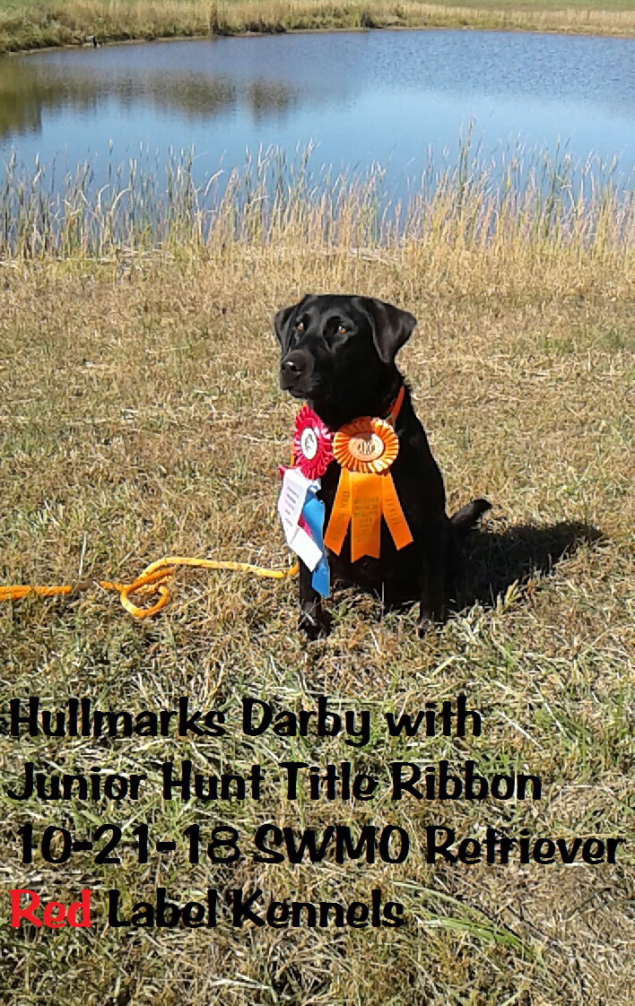 Hullmarks On The Double Darby JH | Black Labrador Retriver