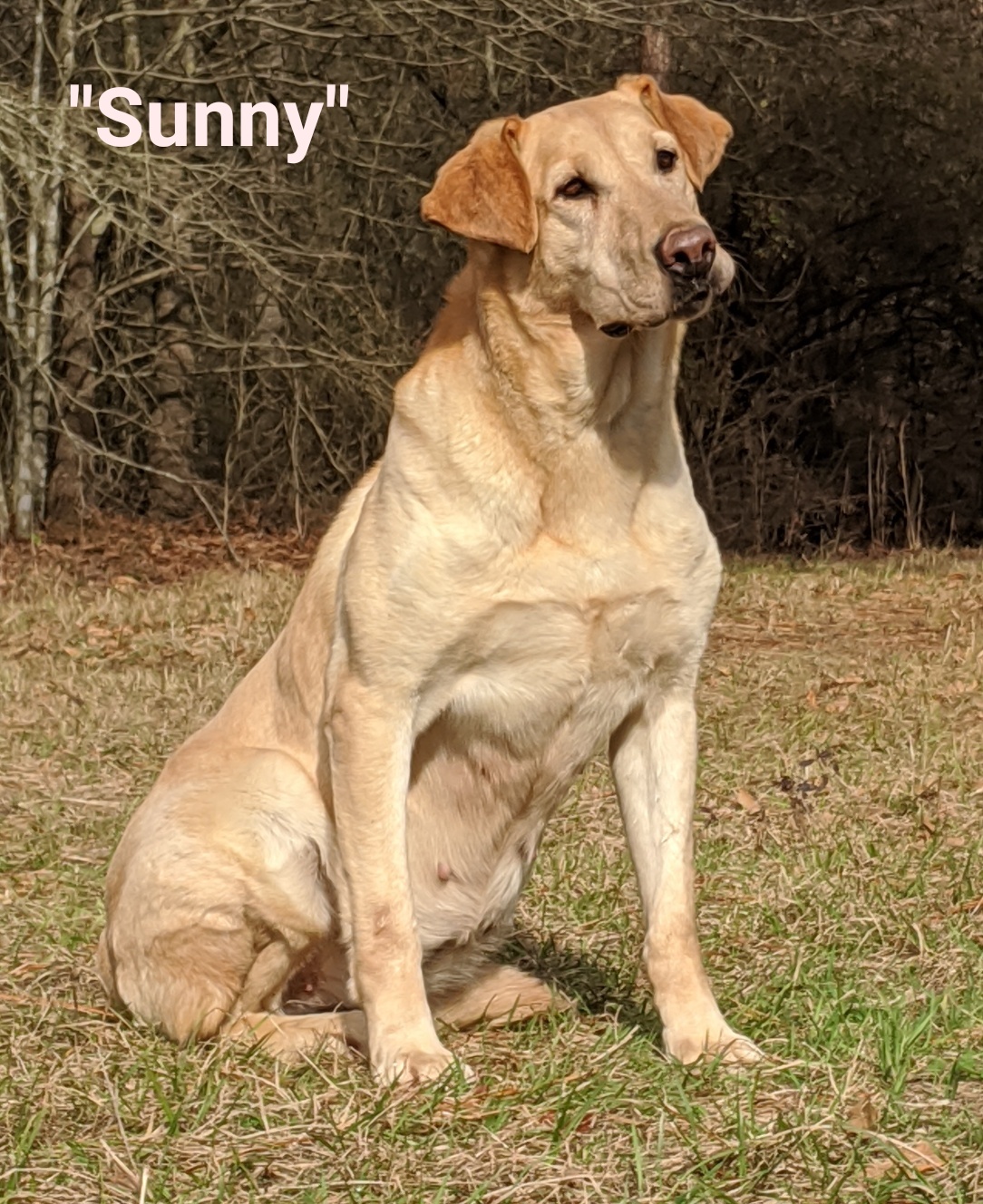 Huntem Up Little Miss Sunshine MH | Yellow Labrador Retriver