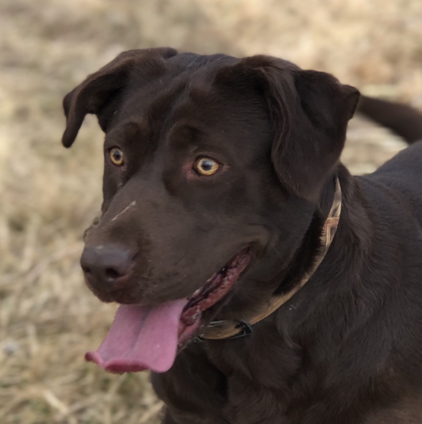 SHR Kadens Watch This Tootsie Roll | Chocolate Labrador Retriver