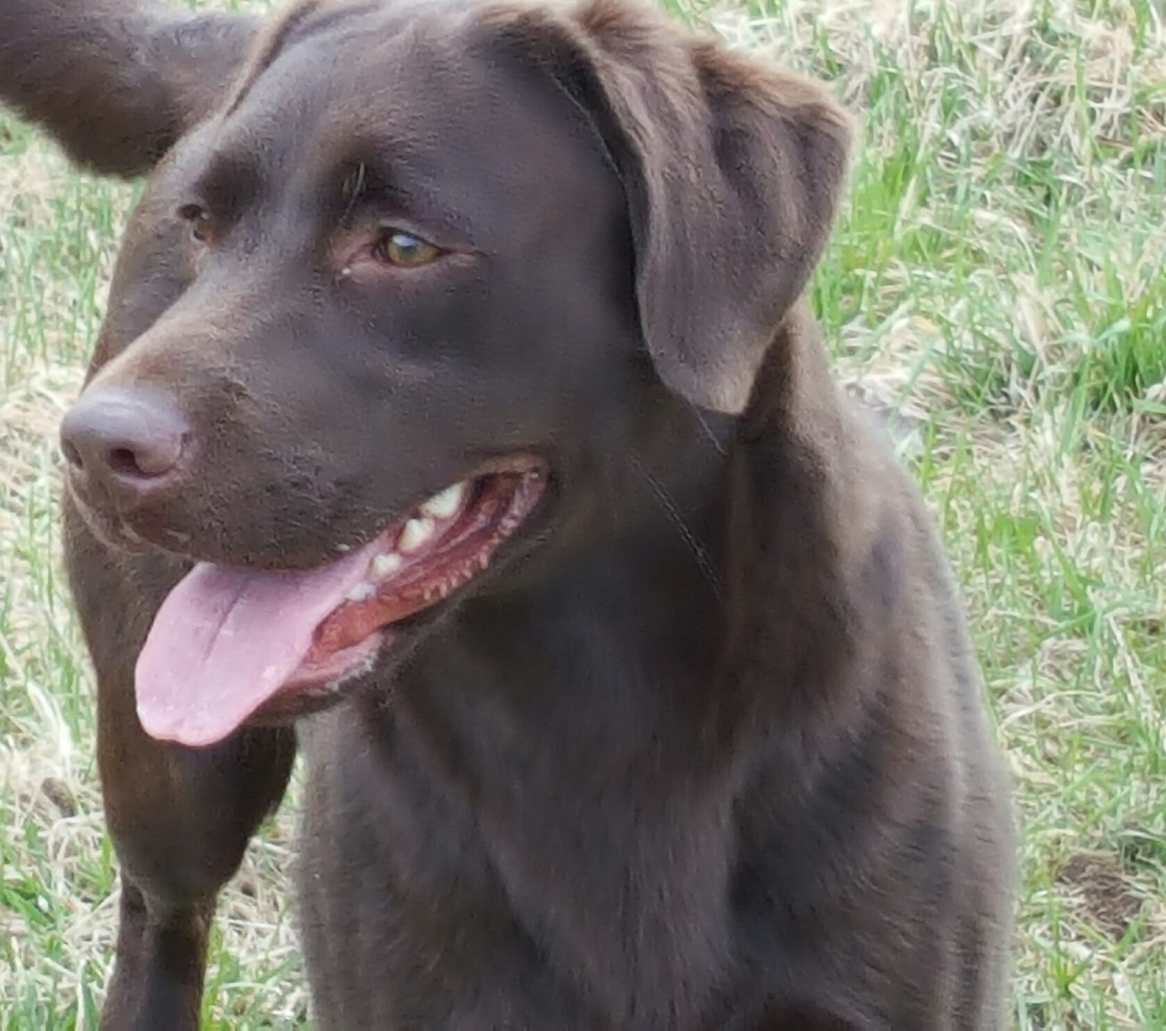 Cresthill's Baking Cake At Rainmaker | Chocolate Labrador Retriver