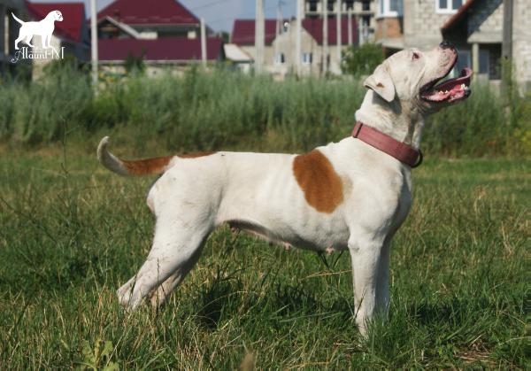 Eva Blue Blood Queen Alaunt-M | American Bulldog 