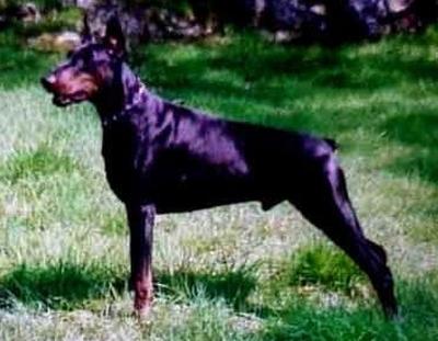 Lucifer v. Heckendorf | Black Doberman Pinscher