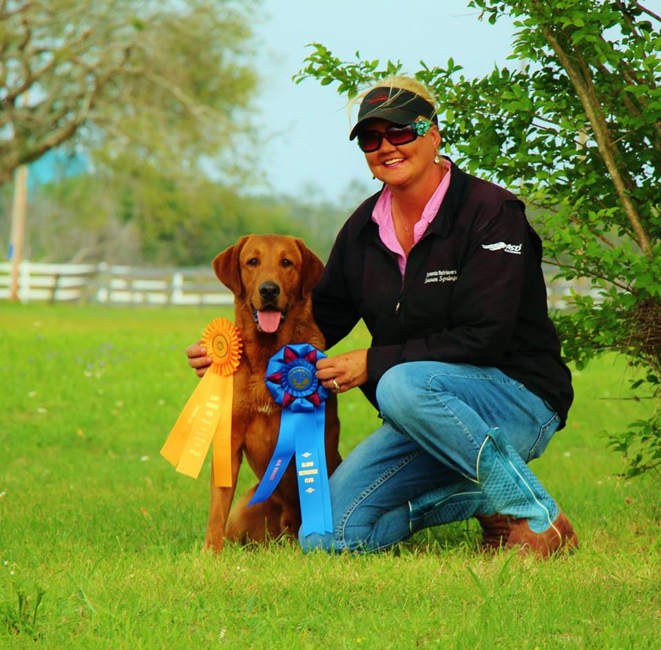 Rainmaker's Red Racer By Certainty SH | Yellow Labrador Retriver