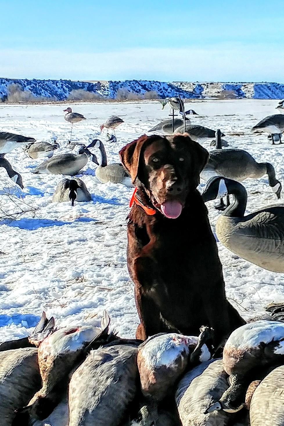 Blacksages Private Stock | Chocolate Labrador Retriver