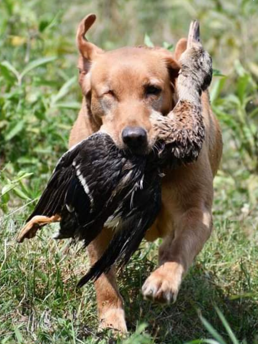 HRCH Certainty's Devil Went Down 2 Georgia SH | Yellow Labrador Retriver