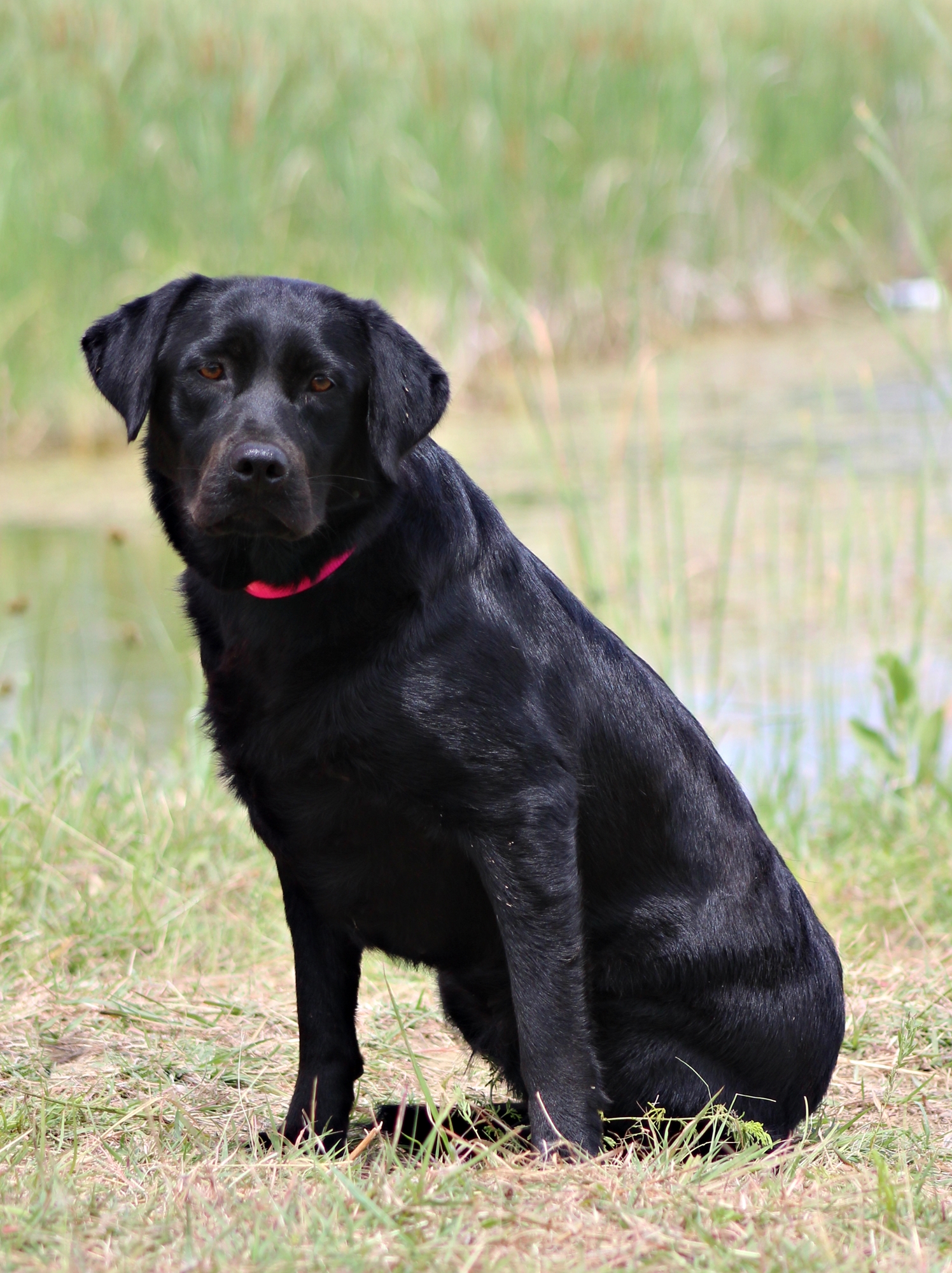 JB's Summer Shine | Black Labrador Retriver