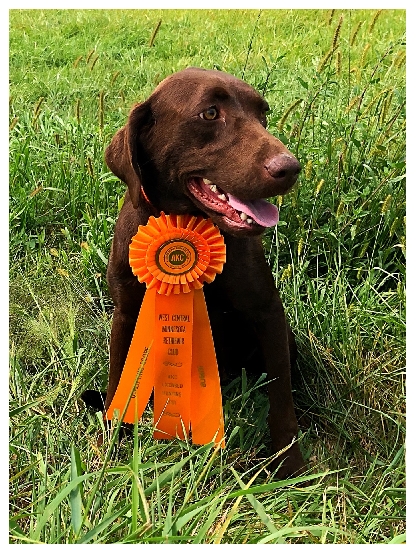 SHR S&S Smokin' Hot Southern Bell JH | Chocolate Labrador Retriver