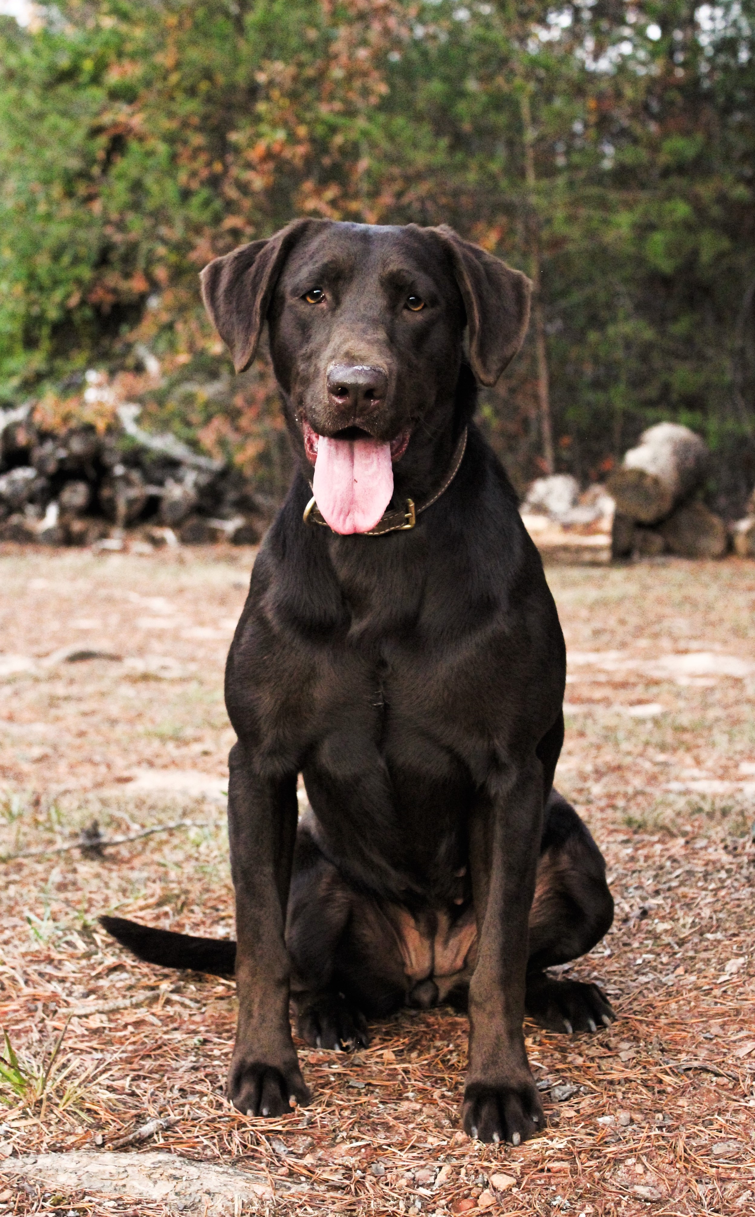 Pineforest Labs High Jinx | Chocolate Labrador Retriver