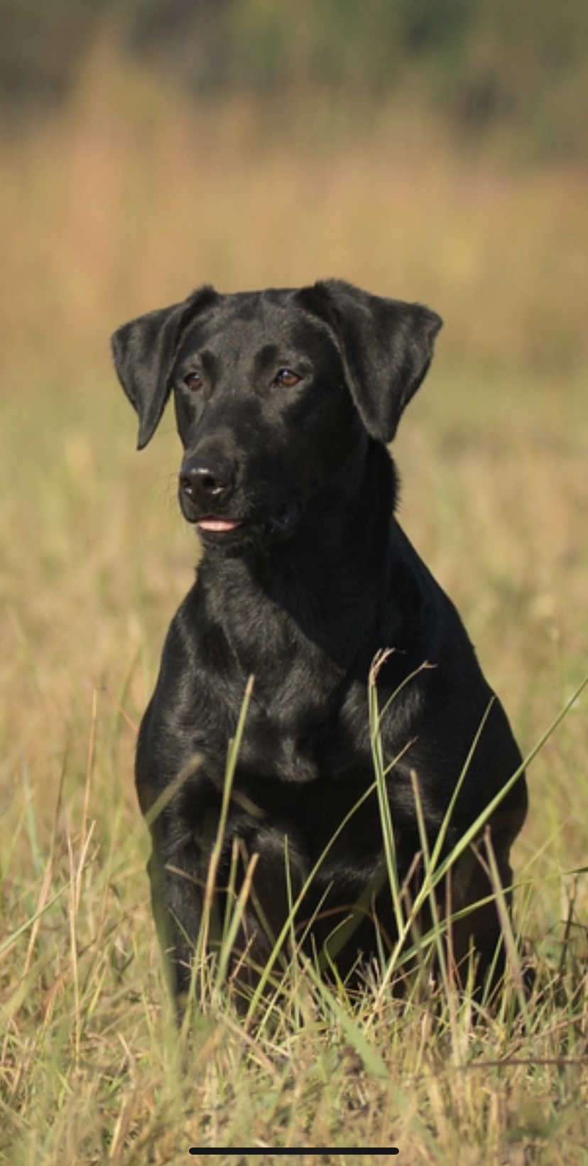 Southfork's Miss Hollywood | Black Labrador Retriver