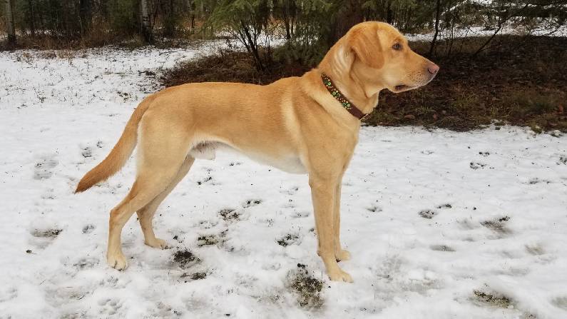 Torg's Water On Stone TKP | Yellow Labrador Retriver