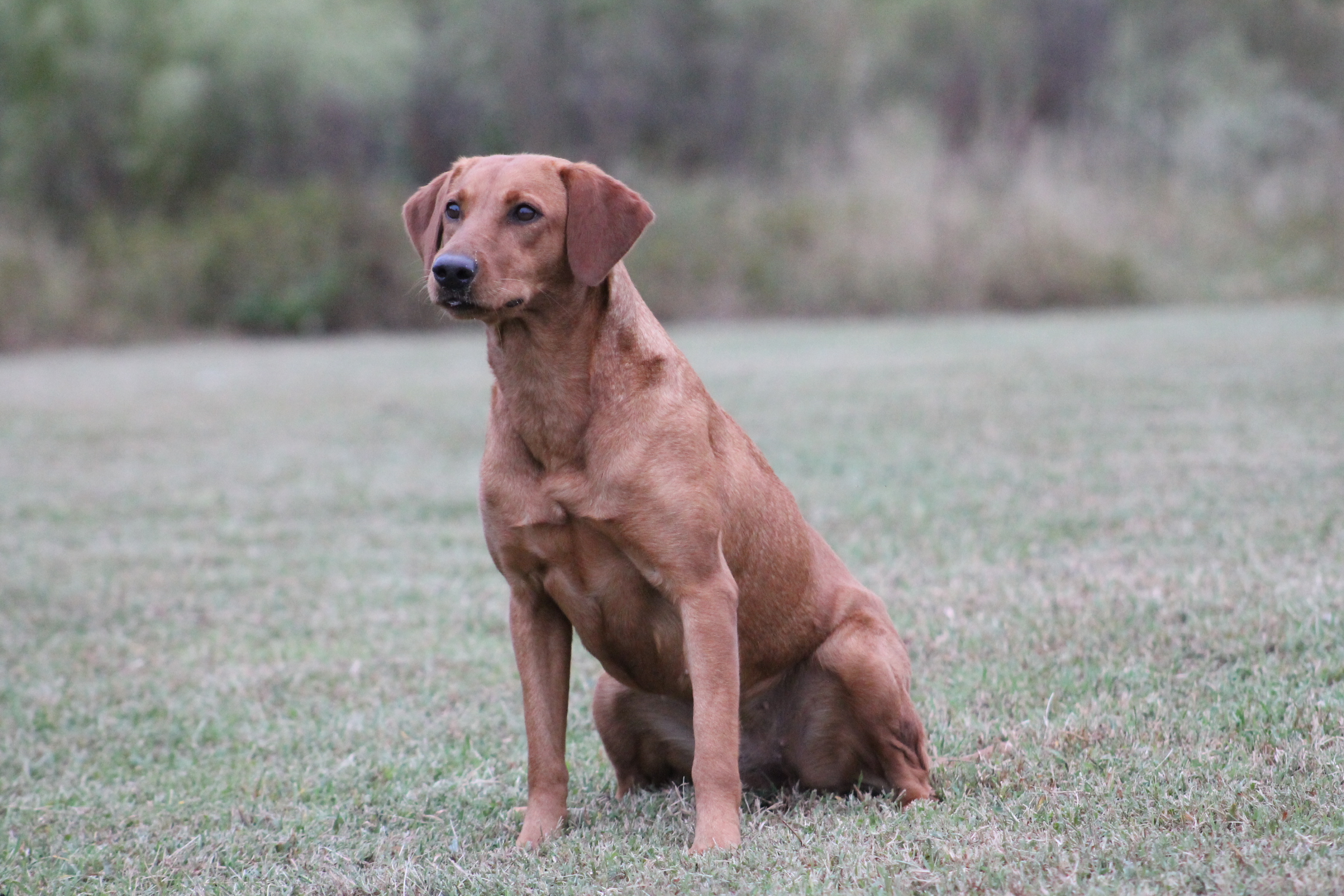 Tck's Smokin' Hot Diva DS | Yellow Labrador Retriver