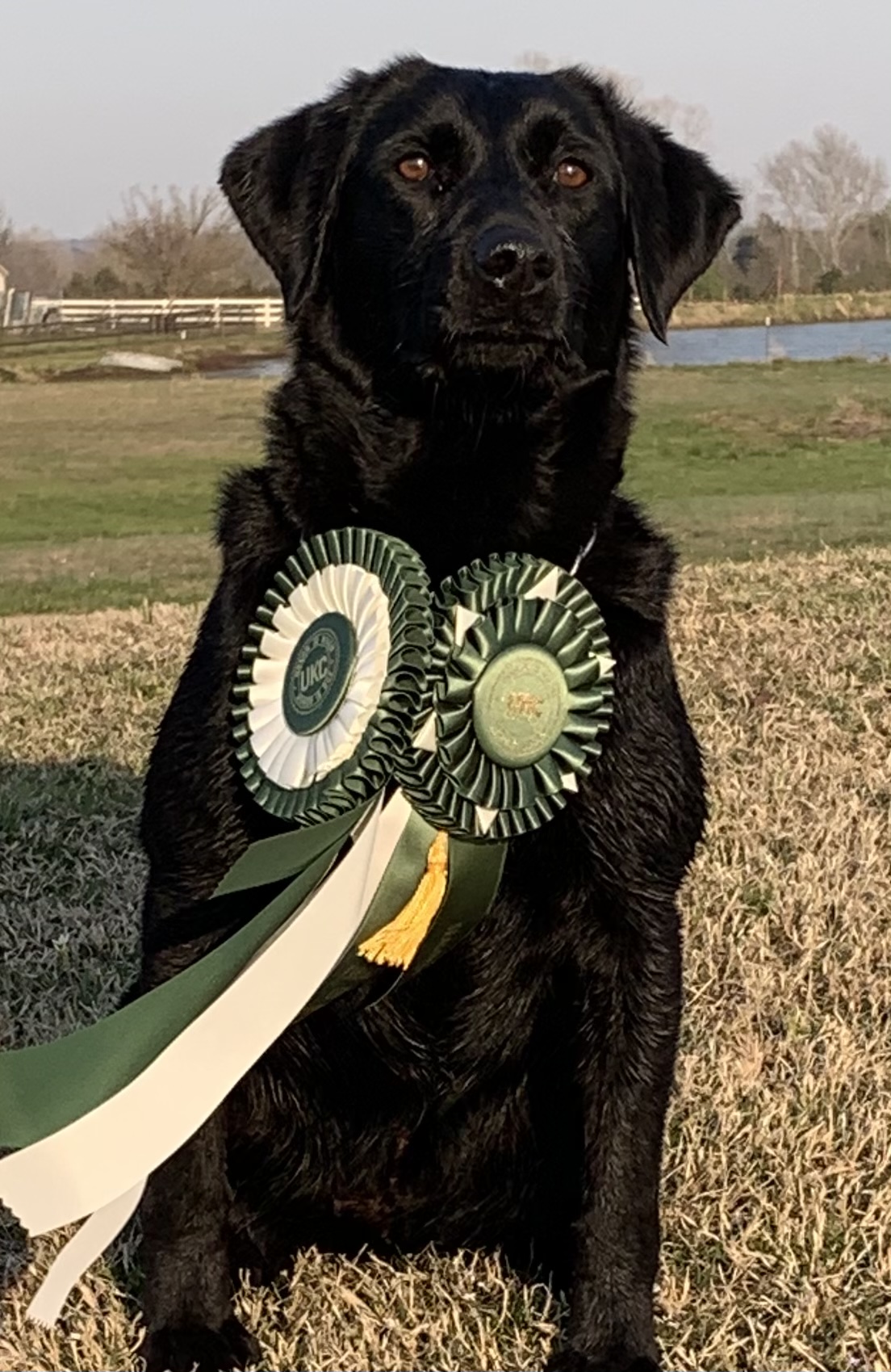 HR Caney River’s Oom Poppa Mow Mow | Black Labrador Retriver